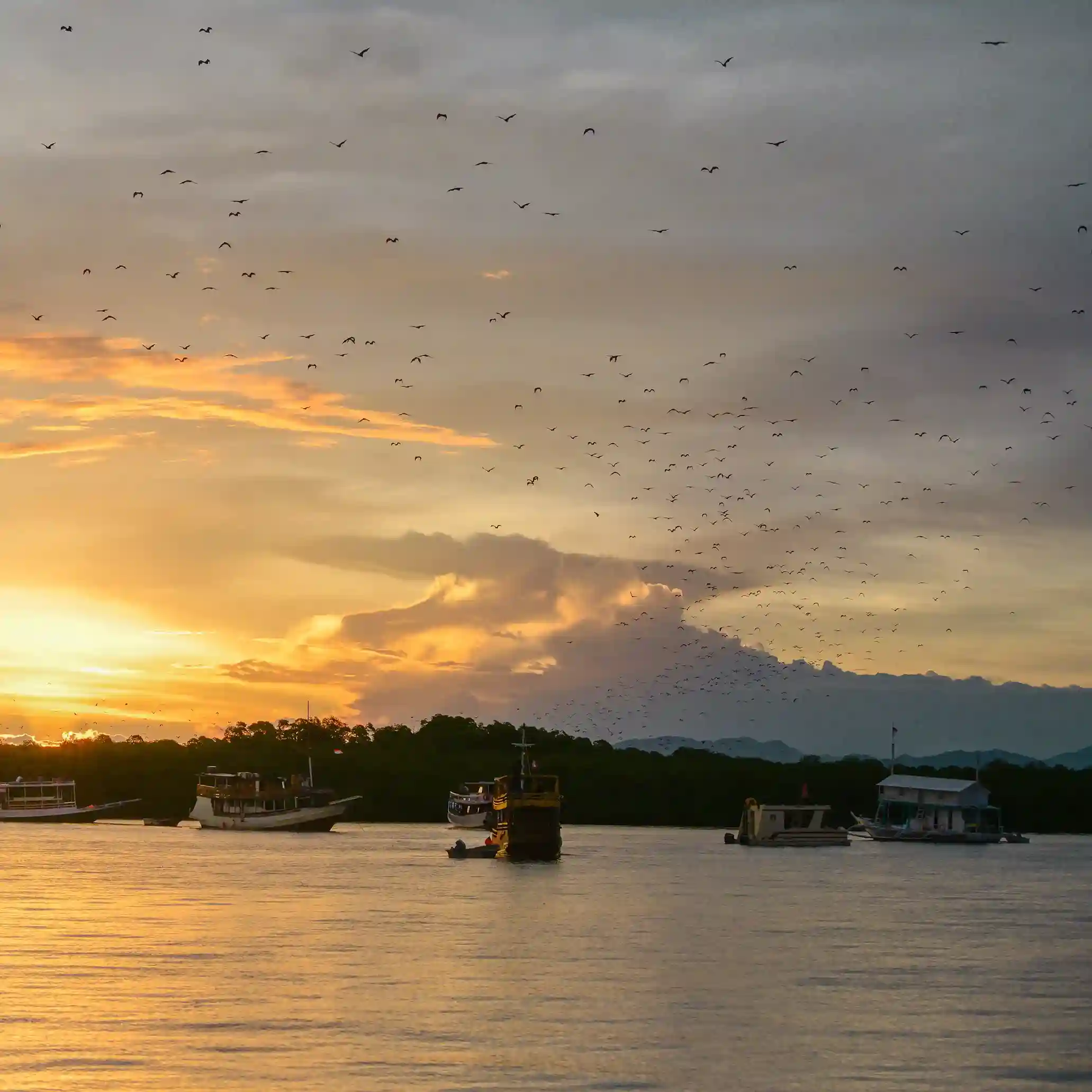 Kalong Island Sunset: Thousands of Flying Foxes, From the Deck