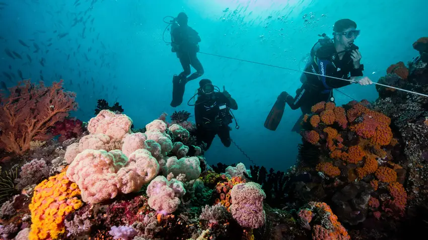 Dive Insurance for Yumana Liveaboard: Top Options for 2027