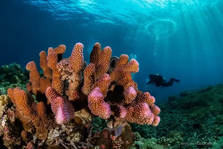 The Underwater of Wakatobi