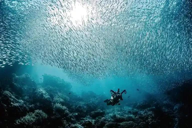 Snorkeling View oin Raja Ampat