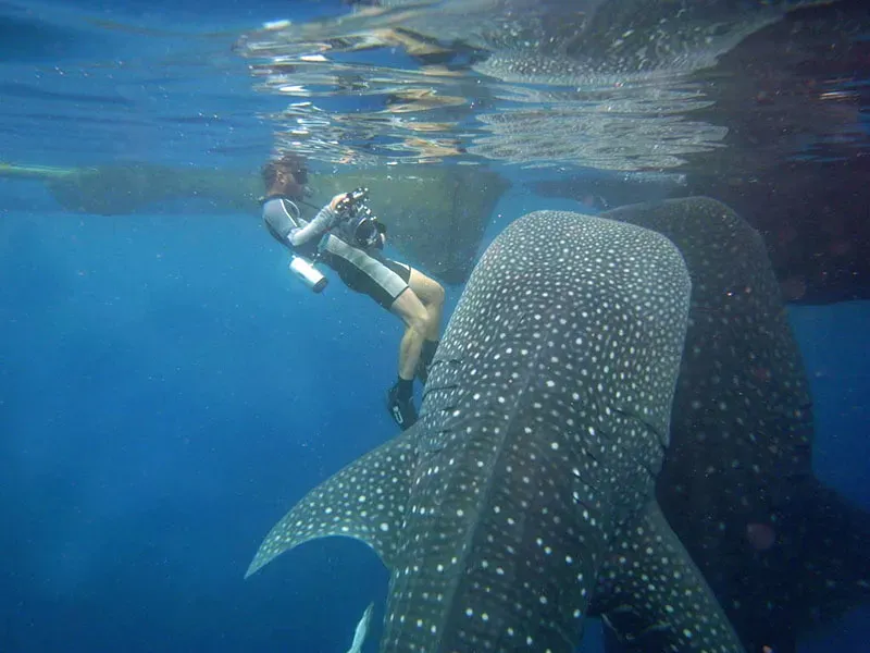 Whale Shark Adventures: Yumana Liveaboard Itineraries for 2027