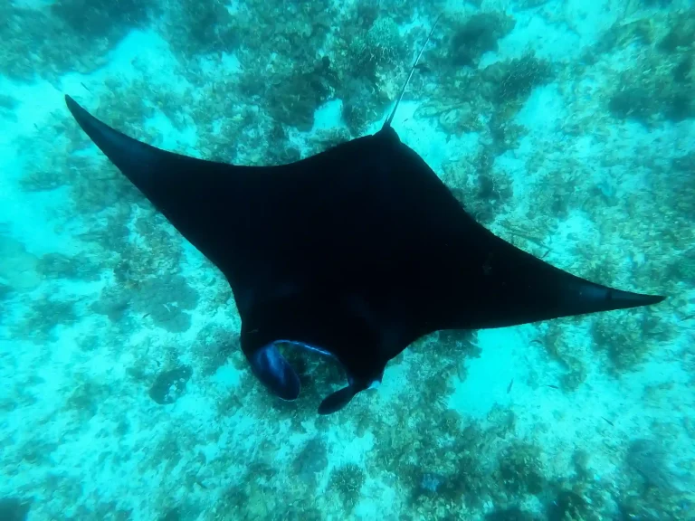 Manta Point (Karang Makassar): How the Cleaning Station Works