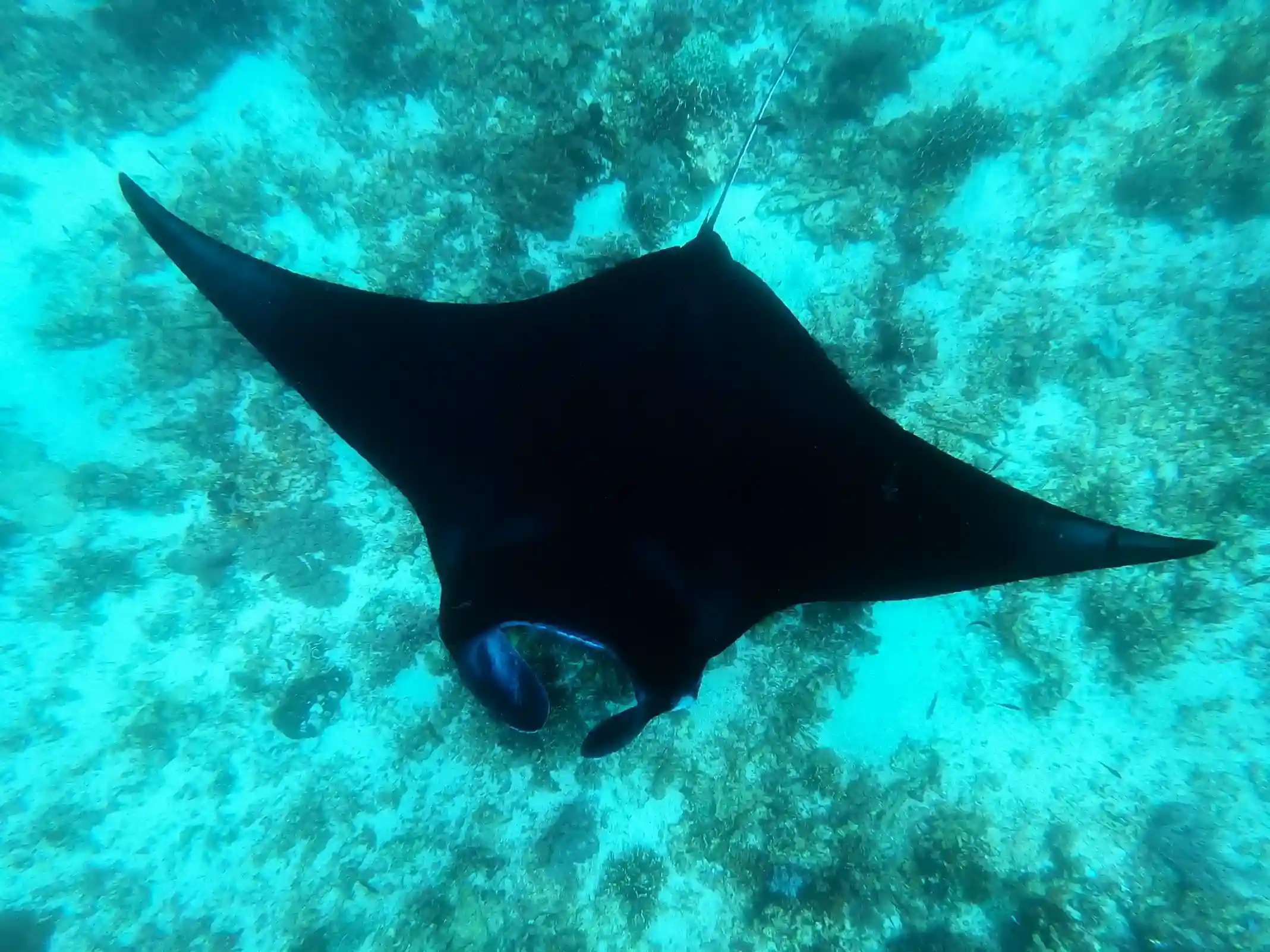 Manta Point (Karang Makassar): How the Cleaning Station Works