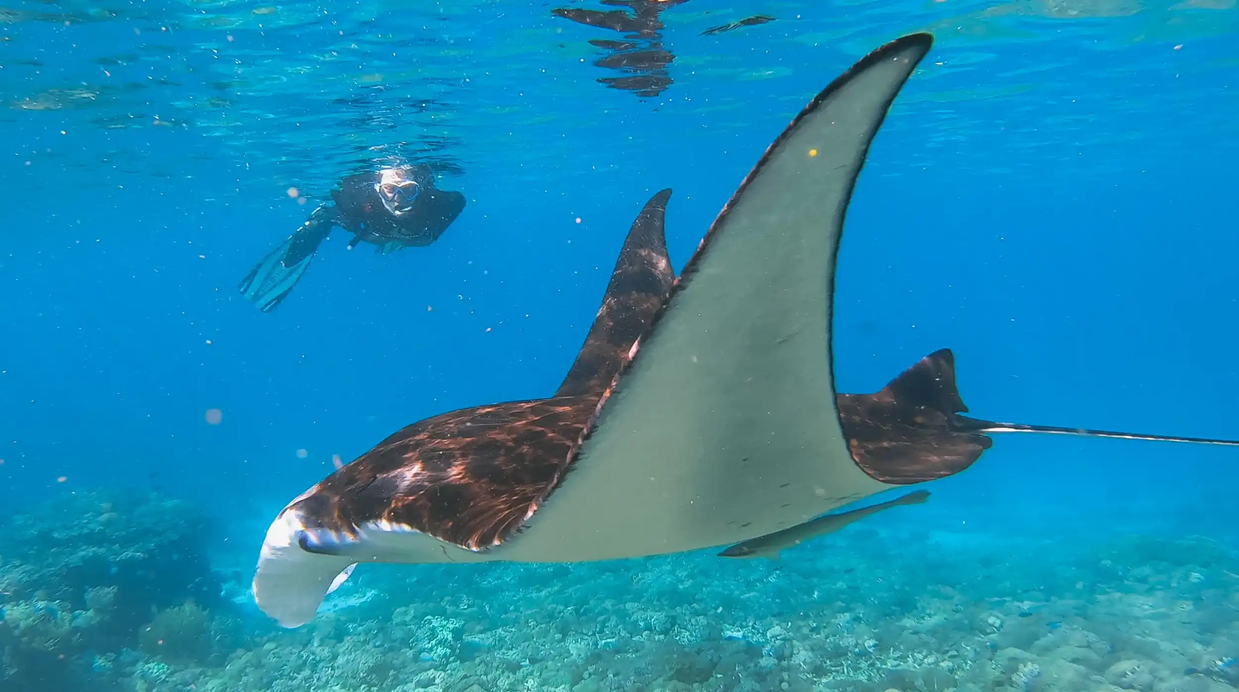 Phinisi liveaboard sailing in Komodo National Park