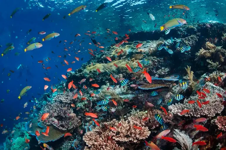 Batu Bolong dive site in Komodo National Park