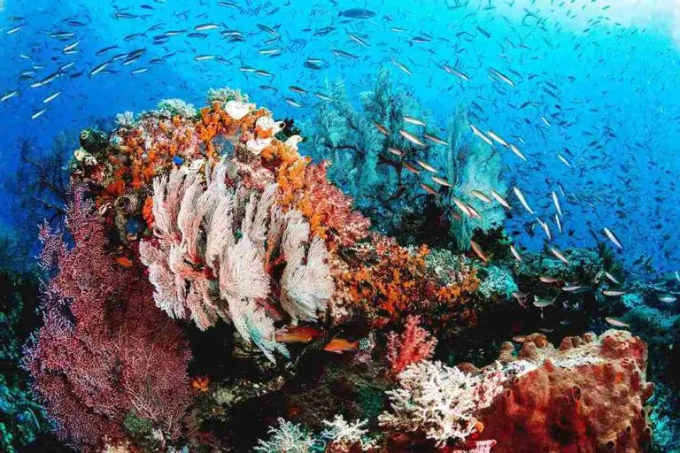 Scuba diver over a coral reef in Indonesia