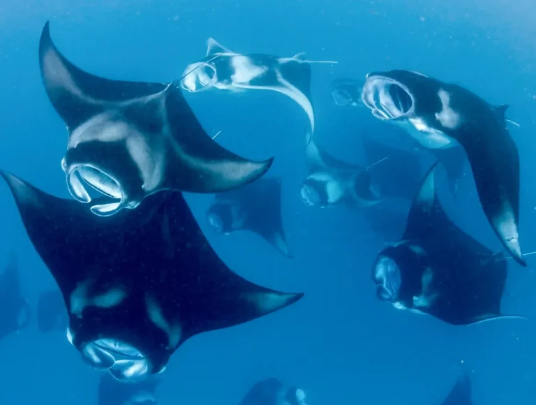 Large marine megafauna gliding through open water